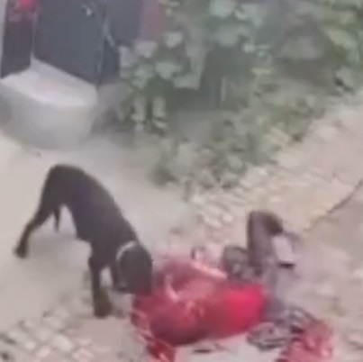 (Longer version) Horrible Dog Attack Leaves Old Man With Skinned Face