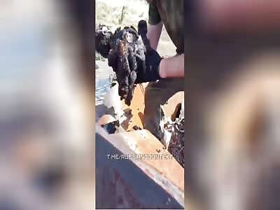 Kadyrov's puppies are going home in bags