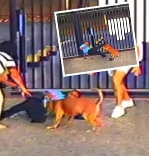 Pitbull Attacks a Security Guard In Brazil 