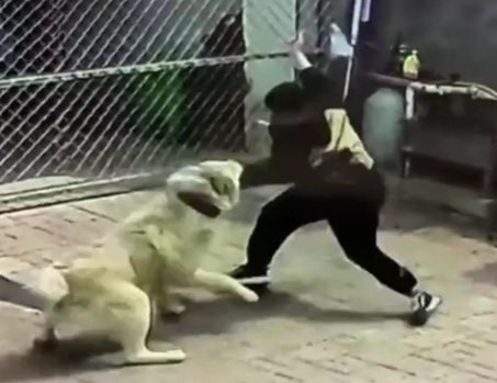 Huge dog Attacks his Owner 
