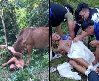 Russian tourist in Thailand who 'tried to rape a cow' is gored by the animal 