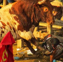 Bull`s Revenge In Colombia