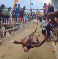 Dude Gets Instant Karma for Animal Abuse