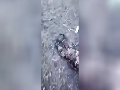 The buggy ride ended sadly for the Russians