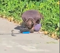 DAMN: Dude Attacked By Swarm Of Bees