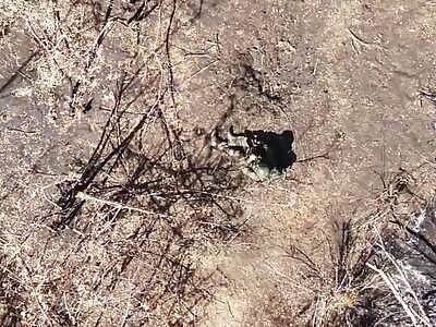 Injured Zigger Commits Immediate Suicide