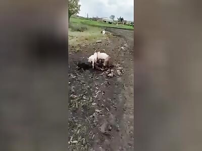 Canibalism: Pigs Eat Corpse of Russian Soldier