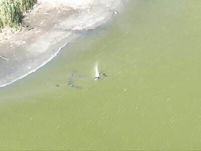 Aquatic Zigger Takes Flight