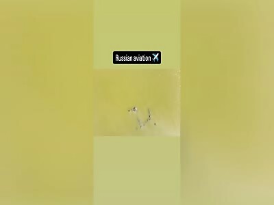 Aquatic Zigger Takes Flight Another Angle