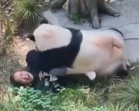 Angry Panda Attacks Female Zoo Worker 