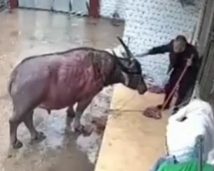 Old Farmer Attacked by Angry Bull 