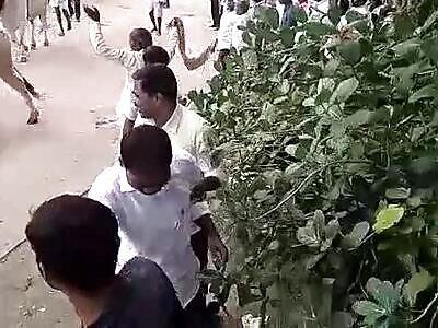 Bull Having Some Fun