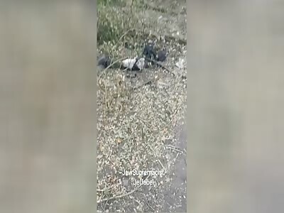 .Wild chickens devouring Ukrainian corpses. 