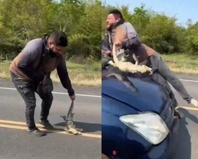 A Man Was Hit by a Car While Trying to Save a Lizard in Paraguay