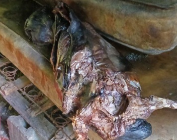 man missing for several days has been eaten by dogs