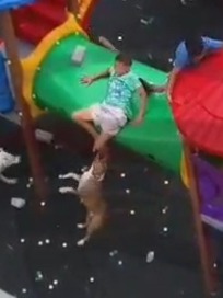 Crazy Pitbull Attack....