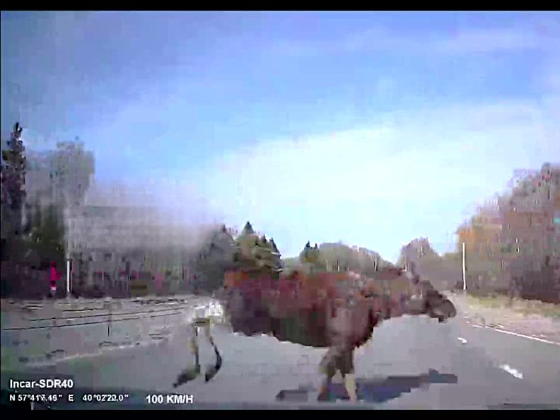 Hitting a Moose at 100 kmph From the Drivers Seat