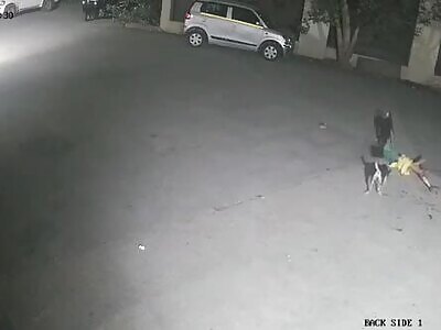 Woman Mauled To Death By Stray Dogs