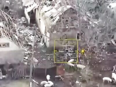 Pigs eat the Russian army