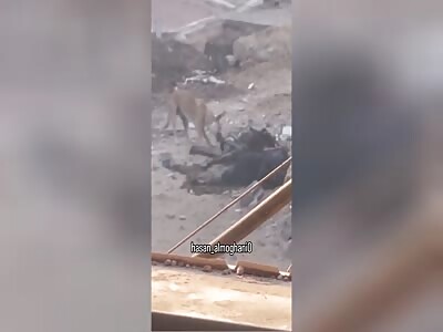 Nothing to see here. Just dogs eating dead people in Gaza