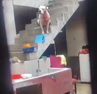 Woman Mauled To Death By Pitbull