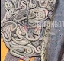 DAMN: Pregnant Anaconda was Run over by a Car