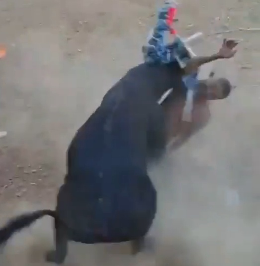 Bull Rider Loses His Grip and Is Gored Quickly by Bull