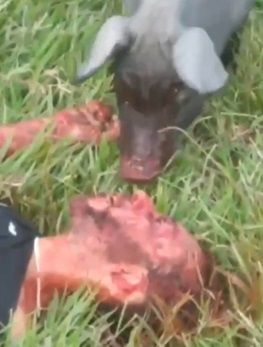 Pig Having A Good Lunch In Gang War Area In Brazil