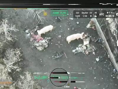 Ukrainian pigs love Russian soldiers.