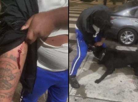 Dog wins another one [WAIT for it]