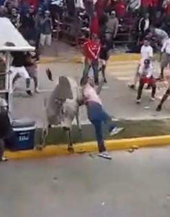 Newest Revenge of the Bulls