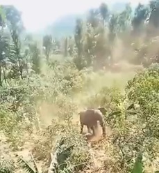 A Disturbing Video of an Elephant Attacking a Man in Igembe, Meru