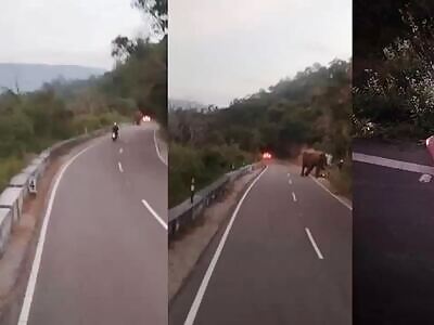  German Tourist’s Fatal Run-In With Wild Elephant