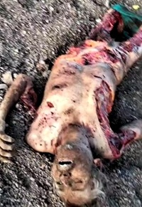 Dogs Eat Homeless Man Thrown in Down a Ravine