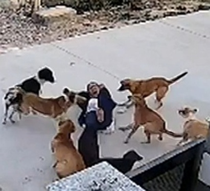 18-Year-Old Woman Attacked By 10 Stray Dogs In Rajasthan