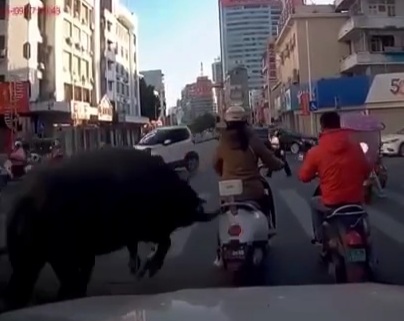 Crazy Bull savagely crashed Chinese girl on moped 