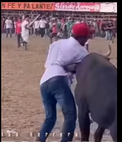 Die you insect son of a bitch: man stabbed a bull and was killed by su
