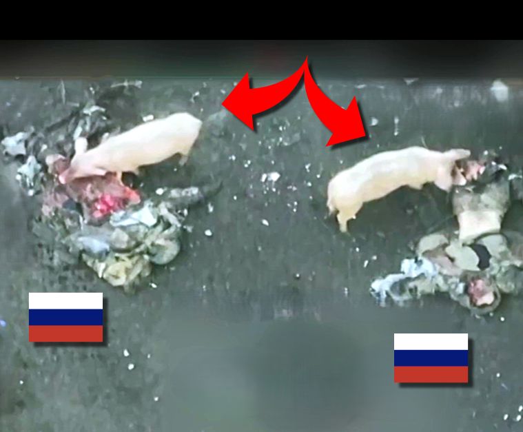 Chinese Calendar Says 2025 Is 'The Year of the Russian Pig'