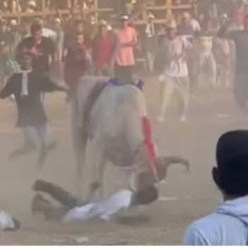 Another Colombian Being killed by the Bull