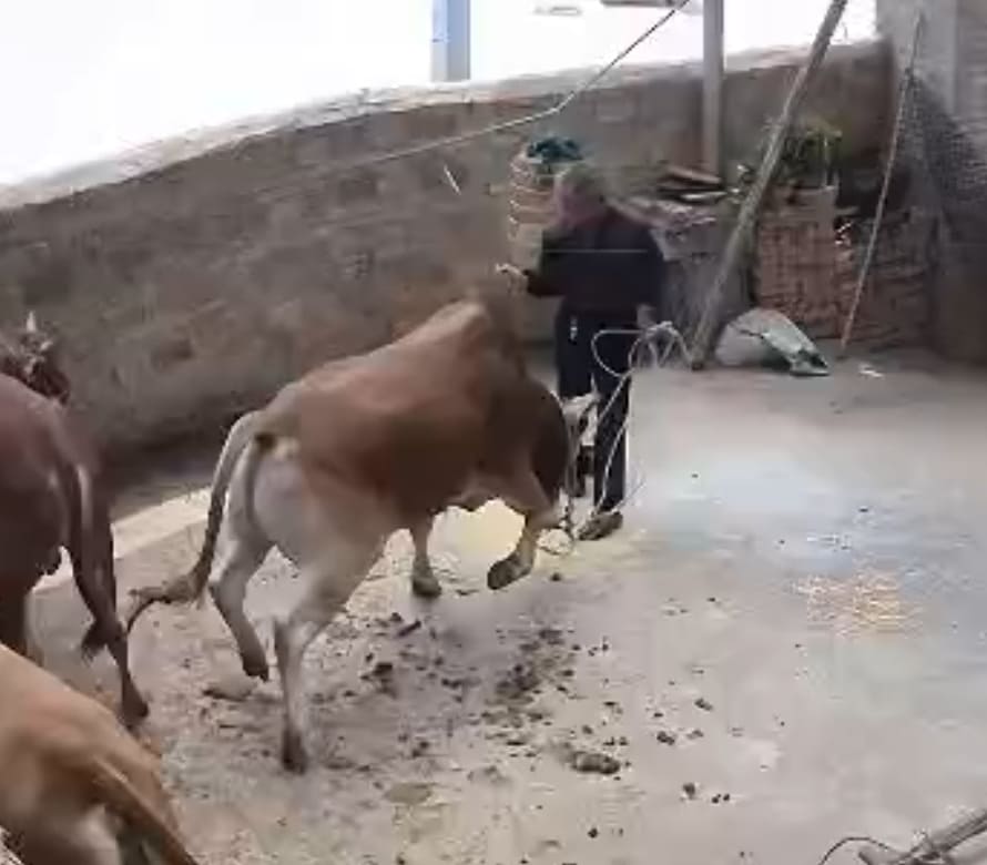 Cow Gets Its Revenge On Farmer