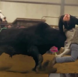 the brutal bull attacks 