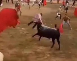 Bull Goes After the Elderly