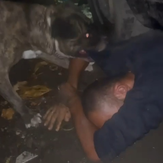  Alleged Thief Mauled by Dog Inside Favela.