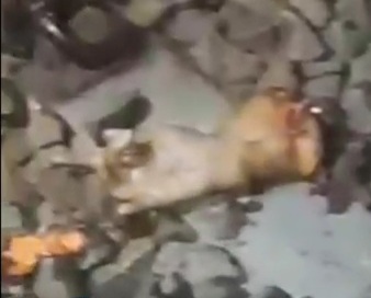 Indonesian man gored by train 