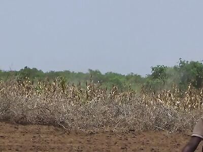 Recent Al-Shabaab attack on Somali Army soldiers