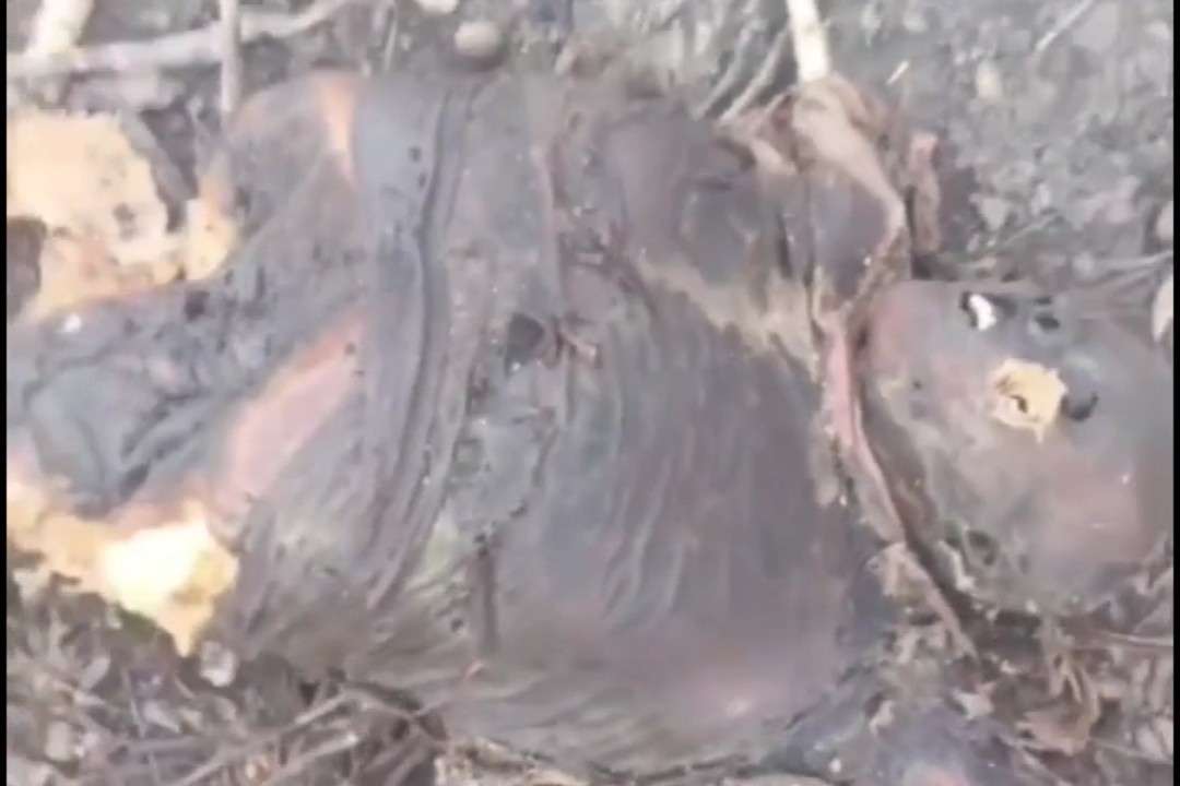 Rotten and split opornik