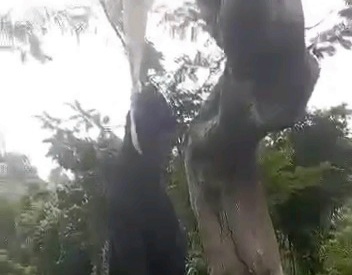 Depressed Nigerian man commit suicide by hanging himself in forest 