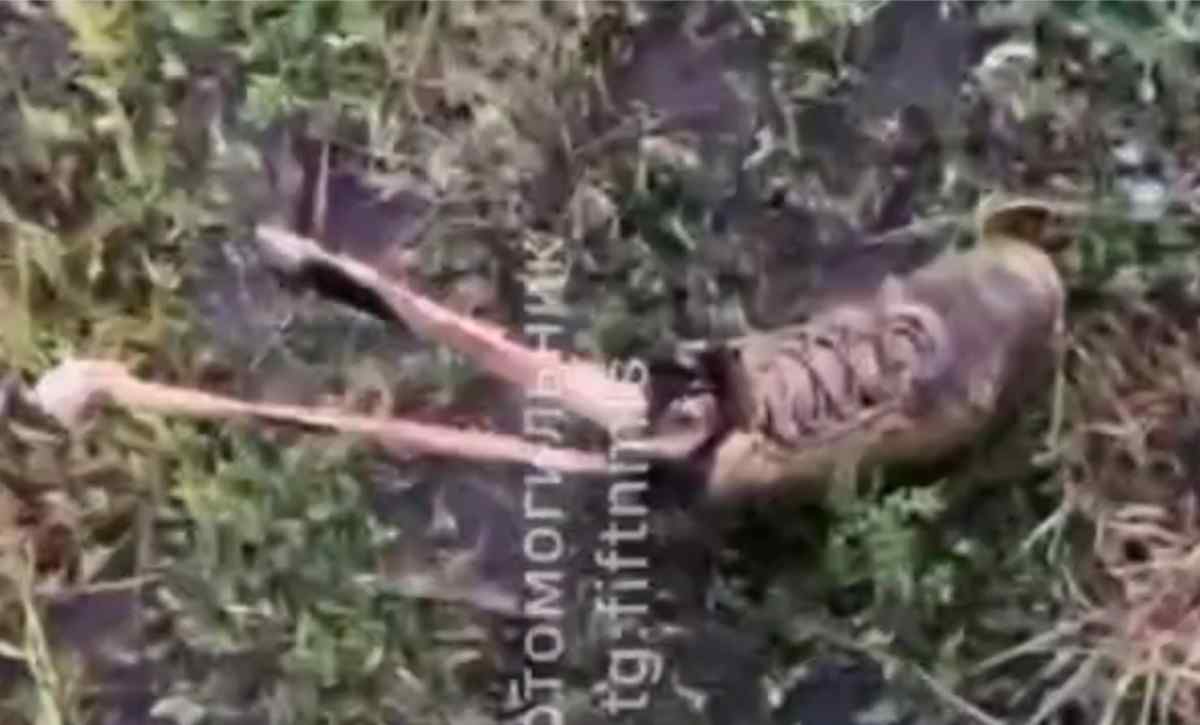 The remains of the glorious Ukrainian army in Kursk.