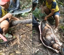 Woman Swallowed Whole by a Python In Indonesia (Better Quality)