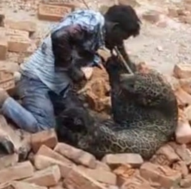 Leopard Attacks Man In UP’s Lakhimpur Kheri